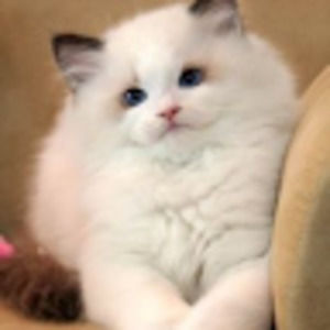 Meet your Posher, Sam